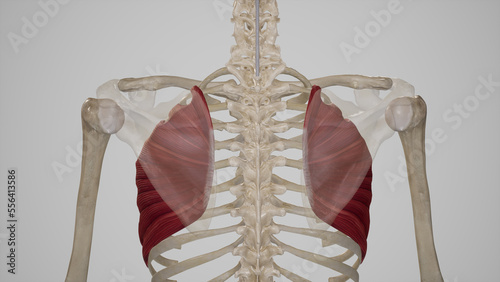 Anatomical Illustration of Serratus Anterior.3d rendering