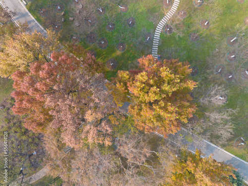 Wuhan Qingshan Park late autumn scenery in Hubei  China