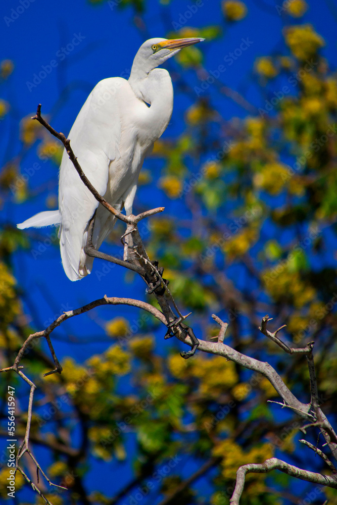 Great White Egret, Egretta alba, Chobe River, Chobe National Park, Botswana, Africa Great White Egret, Egretta alba, Chobe River, Chobe National Park, Botswana, Africa