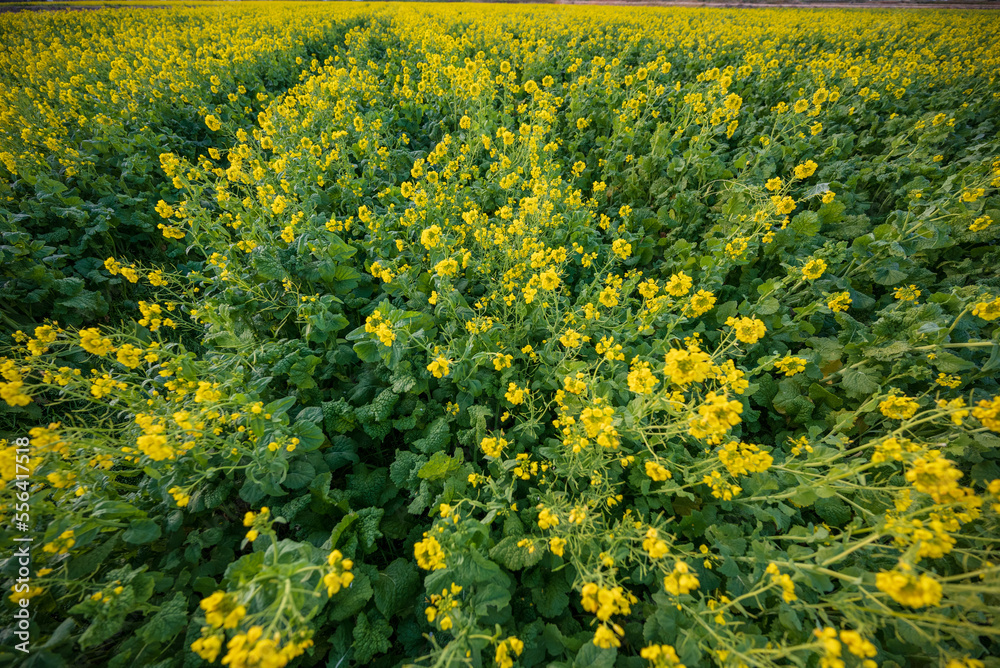 Obraz premium 春を待つ南房総 鴨川の菜な畑ロード 青空のもと満開の菜の花が輝く