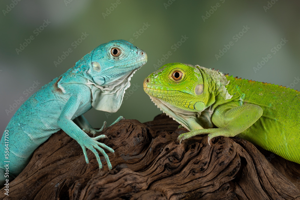 Fototapeta premium A pair of Juveniles Blue Iguana and Green Iguana face to face.