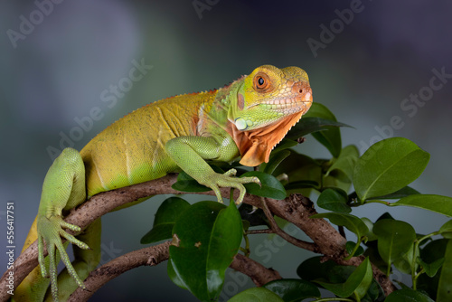 Juvenile Red Iguana on wood.