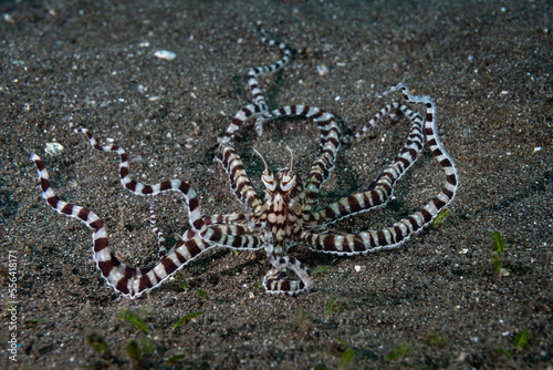 Mimic Octopus Thaumoctopus mimicus