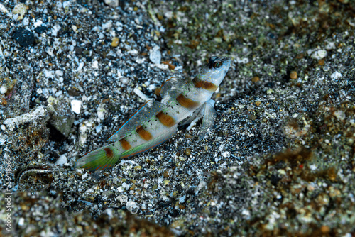 Arcfin Shrimpgoby Amblyeleotris arcupinna photo