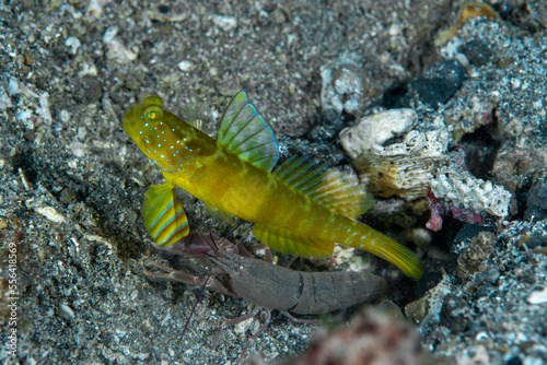 Ventral-barred Shrimpgoby Cryptocentrus sericus