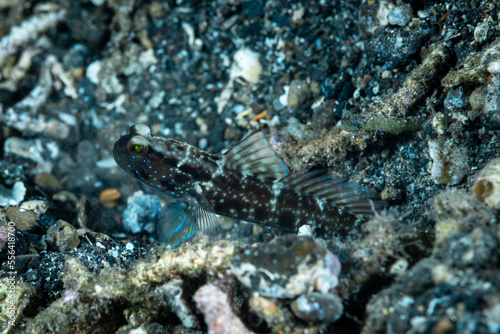 Ventral-barred Shrimpgoby Cryptocentrus sericus