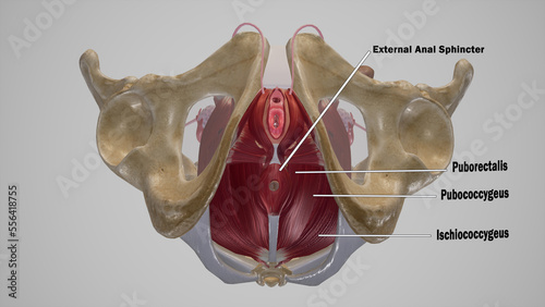 Female Muscles of Anal Triangle Labeled.3d rendering