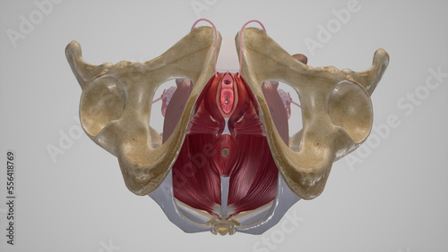 Female Urogenital and Anal Triangles.3d rendering photo