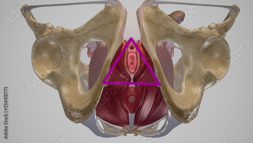 Female Urogenital Triangle Anatomy.3d rendering photo