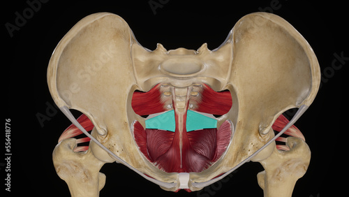 anatomical Illustration of Ischiococcygeus Muscle.3d rendering