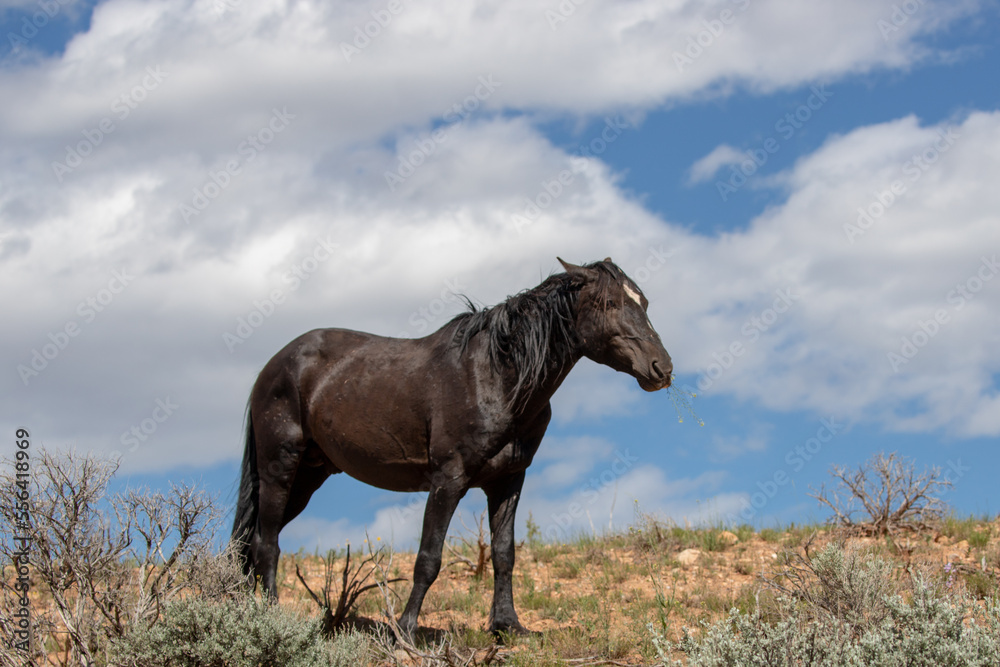 Black stallion under cloudy blue sky on alpine desert ridge in the western United States Black stallion under cloudy blue sky on alpine desert ridge in the western United States