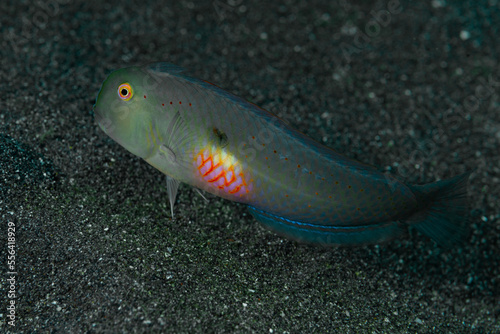 Fivefinger Razorfish Iniistius pentadactylus photo