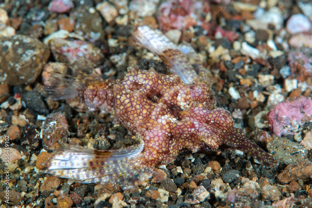 dragon sea moth eurypegasus draconi dragon sea moth eurypegasus draconi