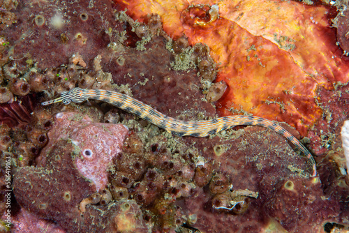 Reeftop Pipefish Corythoichthys haematopterus photo