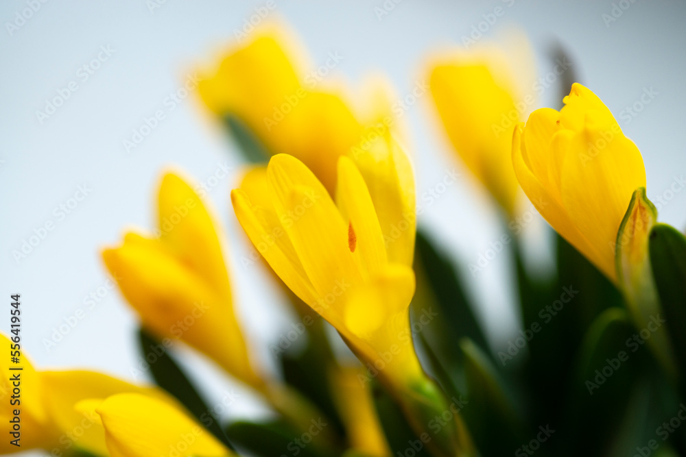 Group of yellow closed crocuses . Beautiful Yellow Spring Flowers Crocus Group of yellow closed crocuses . Beautiful Yellow Spring Flowers Crocus