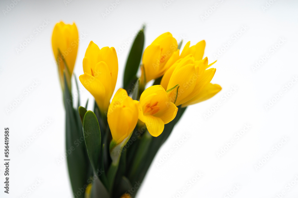 Group of yellow closed crocuses . Beautiful Yellow Spring Flowers Crocus Group of yellow closed crocuses . Beautiful Yellow Spring Flowers Crocus