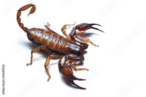 Closeup picture of the European scorpion Euscorpius aquilejensis (former subspecies of E. carpathicus and synonym of E. tergestinus) from Northern Italy photographed on white background.