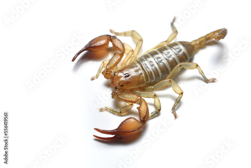 Closeup picture of the European scorpion Euscorpius balearicus (former subspecies of E. carpathicus) from the Balearic Islands (Mallorca, Menorca, Ibiza, Formentera) photographed on white background.