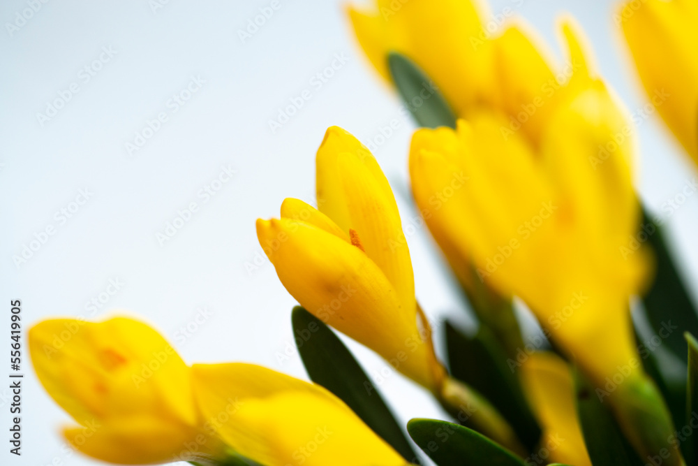 Group of yellow closed crocuses . Beautiful Yellow Spring Flowers Crocus Group of yellow closed crocuses . Beautiful Yellow Spring Flowers Crocus