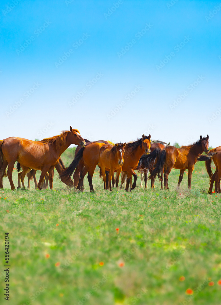 A herd of horses graze in the meadow in summer and spring, the concept of cattle breeding, with space for text.