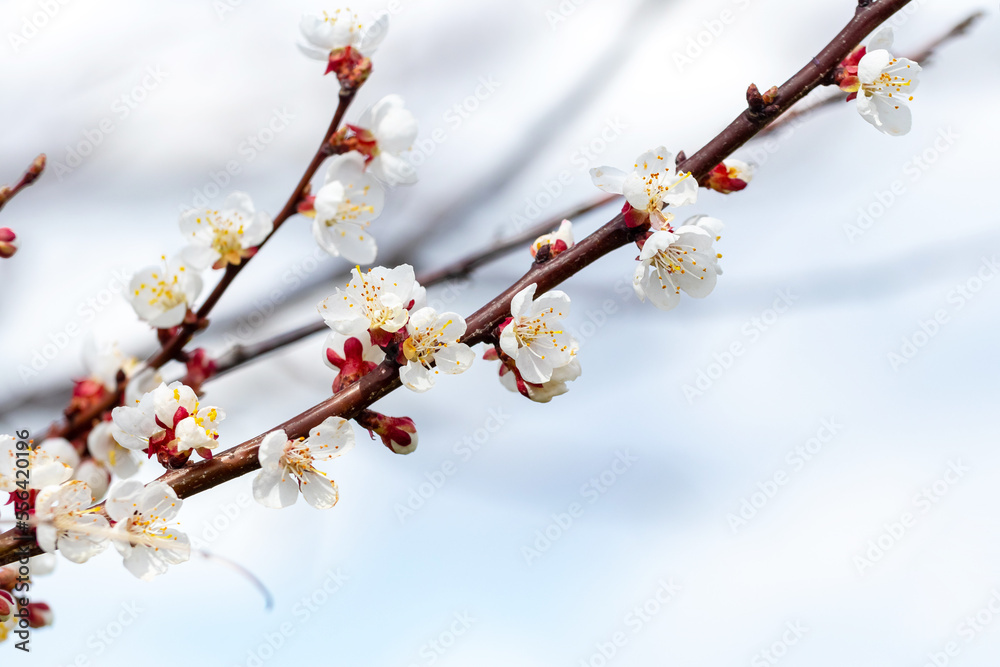 Cherry plum blossoms. Branch of cherry plum with flowers on the background of the sky Cherry plum blossoms. Branch of cherry plum with flowers on the background of the sky