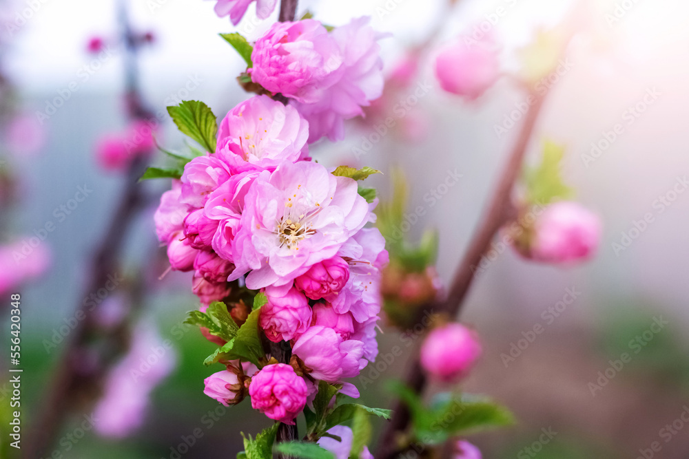Pink flowers and buds of Japanese cherry on a tree in sunny weather