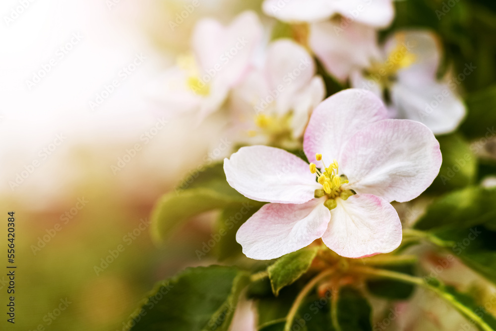 Apple blossoms on a tree in sunny weather close-up Apple blossoms on a tree in sunny weather close-up