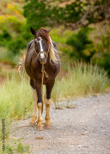 The horse is walking along a country road. Livestock concept, with place for text.