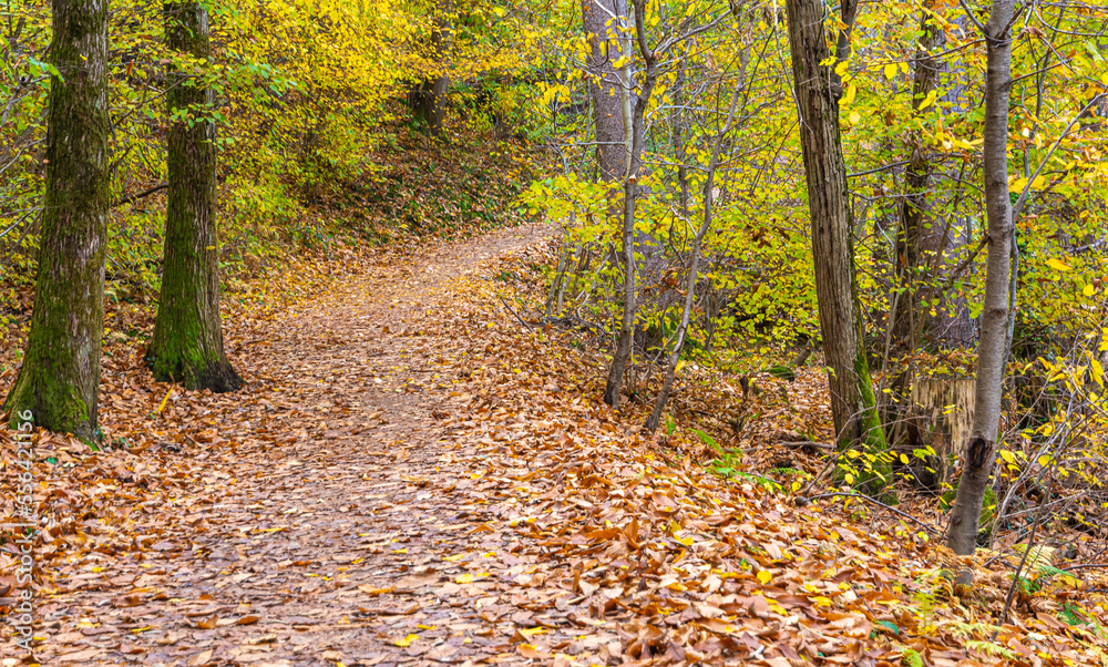 Monticolo forest nature reserve in autumn - Monticolo lake - Appiano, Bolzano province, Trentino Alto-Adige, Italy, Europe - Monticolo forest nature reserve in autumn - Monticolo lake - Appiano, Bolzano province, Trentino Alto-Adige, Italy, Europe -
