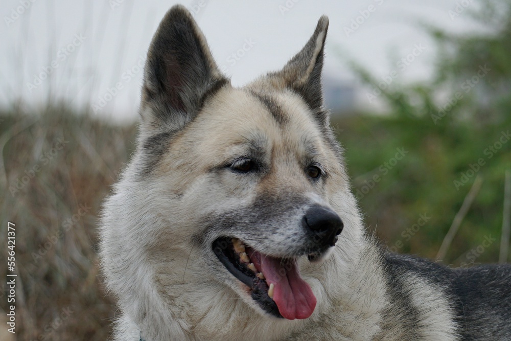 Gray dog with an open mouth