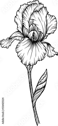 Linear iris flower. Hand drawn illustration. This art is perfect for invitation cards, spring and summer decor, greeting cards, posters, scrapbooking, print, etc.