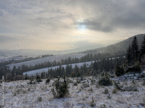 Colorful Carpathian landscape. Frost and snow. Several rows of spruce trees. Mountains in the background. Polonynian Beskids, Ukraine.