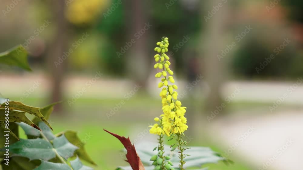 Beautiful yellow flower of blooming mahonia japonica in the park Beautiful yellow flower of blooming mahonia japonica in the park