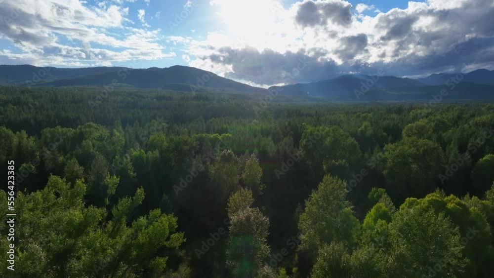 Sunlight Behind Clouds Illuminated On Dense Thicket In Flathead River In Montana, USA. Aerial Drone Shot