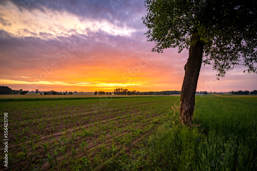Beautiful sunset over the fields and lonely tree