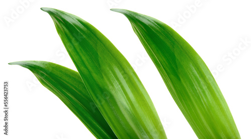 Tropic leaves. Exotic leaf isolate. Pineapple leaf on white background. Coconut leaf collection with clipping path. Full depth of field.