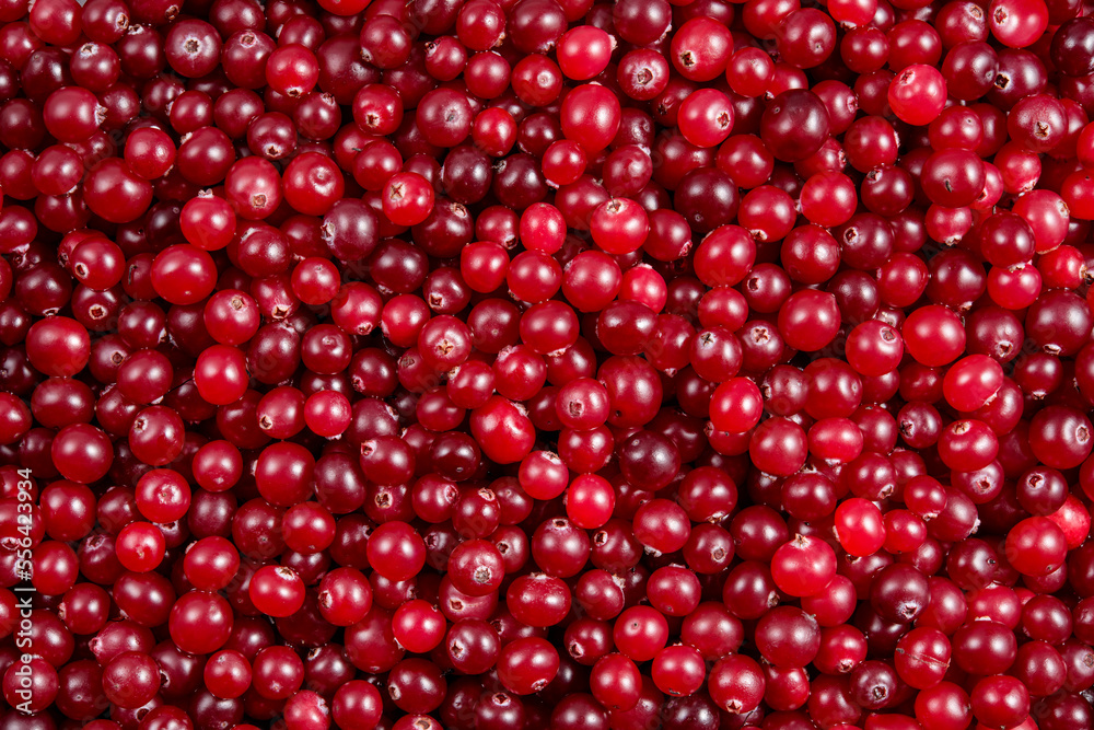 Cranberry background. Cranberries top view. Cranberry berries top view flat lay. Red background. Cranberry background. Cranberries top view. Cranberry berries top view flat lay. Red background.