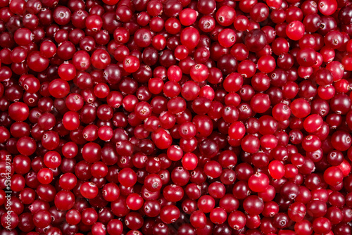 Cranberry background. Cranberries top view. Cranberry berries top view flat lay. Red background.