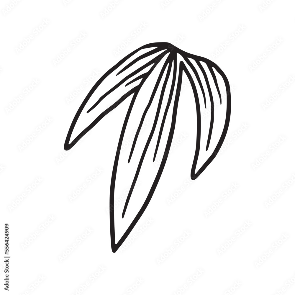 Tropical Plant leaf Doodle icon Tropical Plant leaf Doodle icon