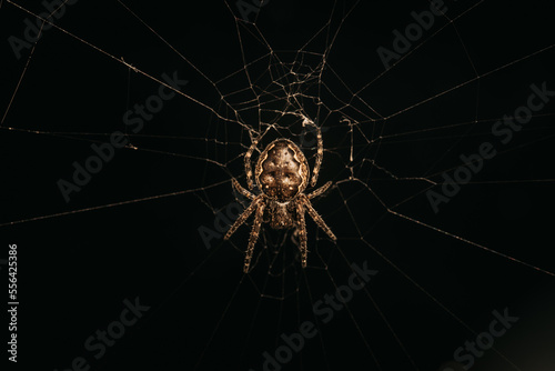 Nahaufnahme einer Spinne im Netz mit schwarzen Hintergrund © mkstudio001