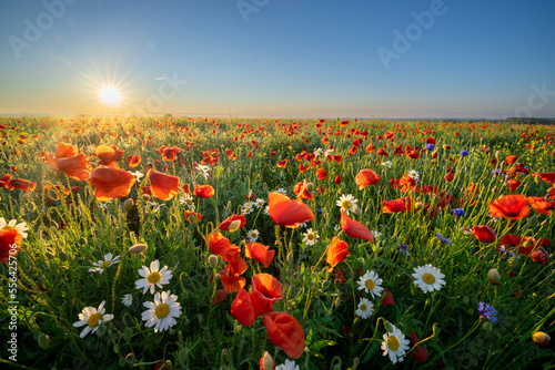 Summer morning over field of wild flowers