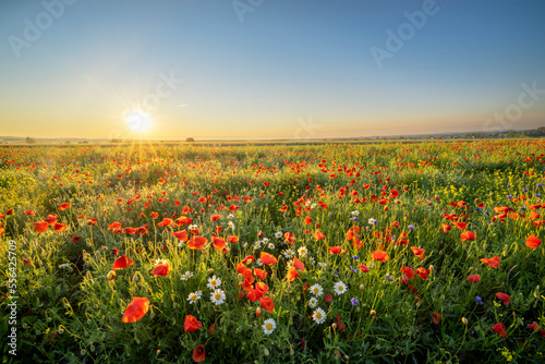Fototapeta Naklejka Na Ścianę i Meble -  Summer morning over field of wild flowers