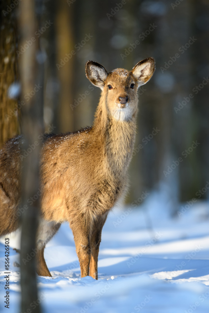 Female red deer on a snowy forest. Wildlife landscape with animal Female red deer on a snowy forest. Wildlife landscape with animal