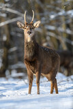 One adult red deer with big beautiful antlers on a snowy forest