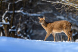 Female red deer on a snowy forest. Wildlife landscape with animal