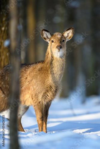 Female red deer on a snowy forest. Wildlife landscape with animal © byrdyak