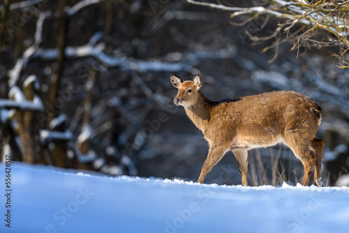Wallpaper Mural Female red deer on a snowy forest. Wildlife landscape with animal Torontodigital.ca