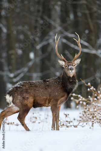 One adult red deer with big beautiful antlers on a snowy forest