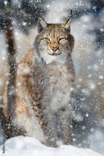 Lynx portrait in the snow