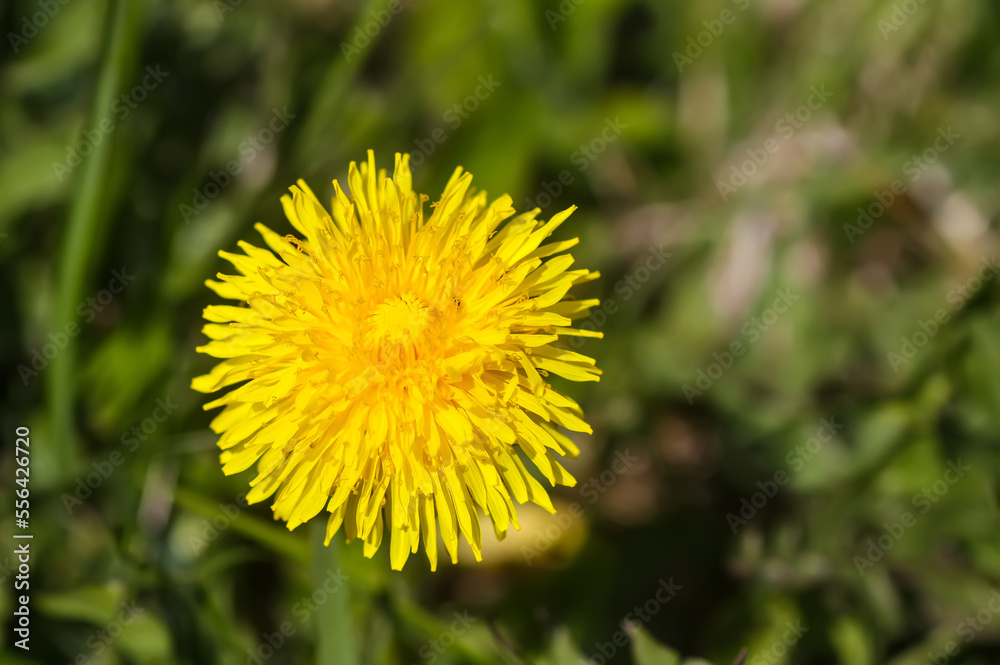 Dandelions flowers on spring meadow. Dandelions flowers on spring meadow.